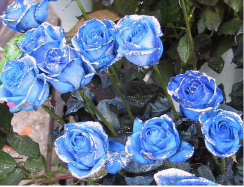 荷兰蓝色玫瑰，蓝色妖姬