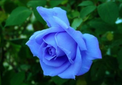 日本培育的蓝色玫瑰